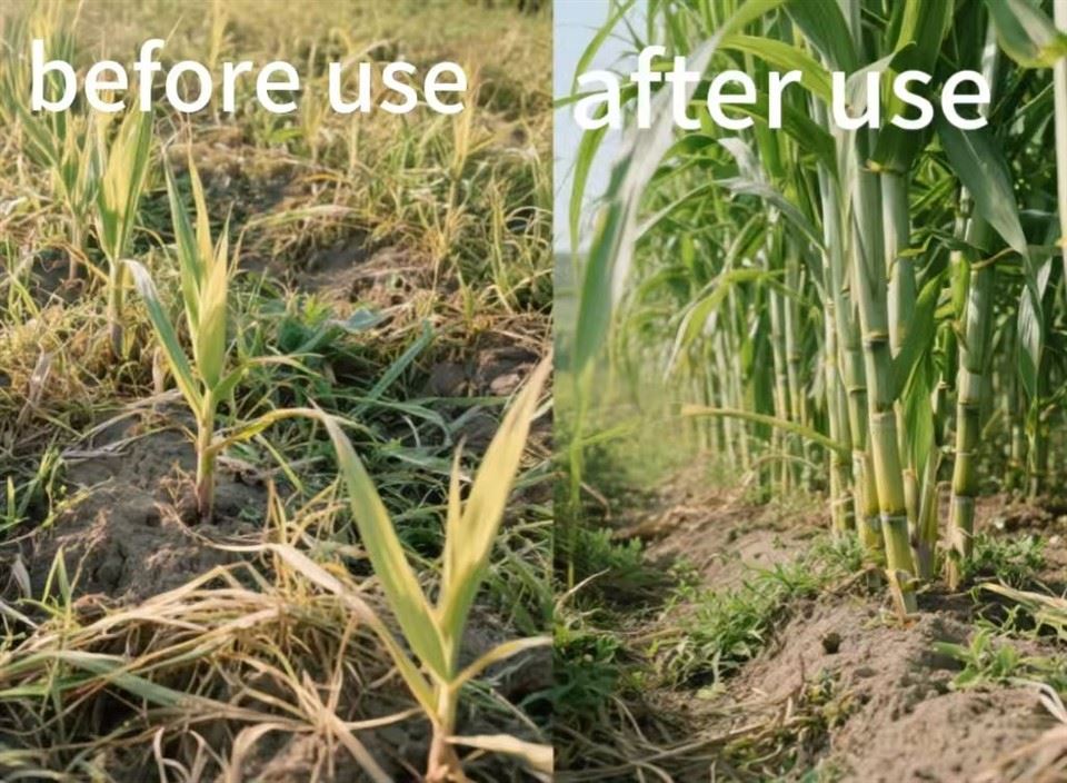 Effectively Kill Weeds Clomazone 480g/l EC CAS No.81777-89-18 For Sugarcane And Rice. best