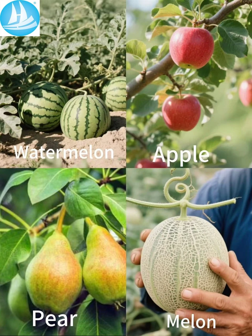 Efficient And Low-Toxic Thidiazuron 0.1%SL 0.5%SL0.16%SL CAS51707-55-2 Specially Used For Tomato And Cotton high quality