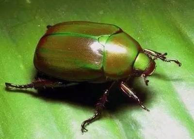 Control pests