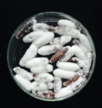 Control pests