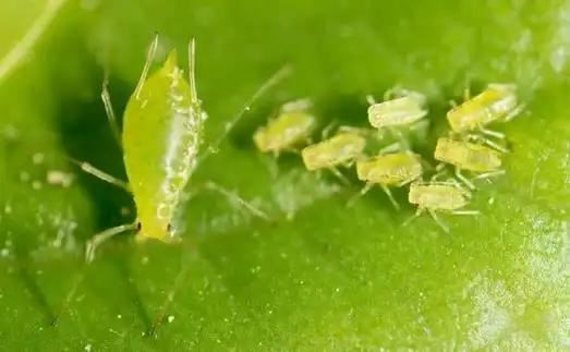 Control pests