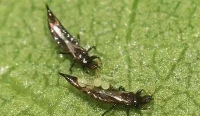 Control pests