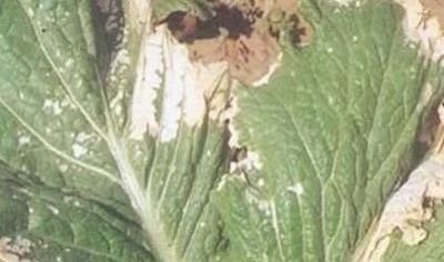 image004001 image004001